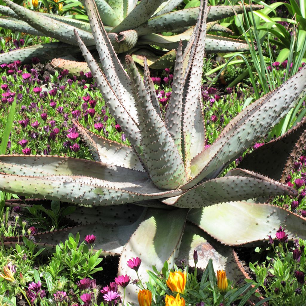 Aloe marlothii - Aloès de montagne