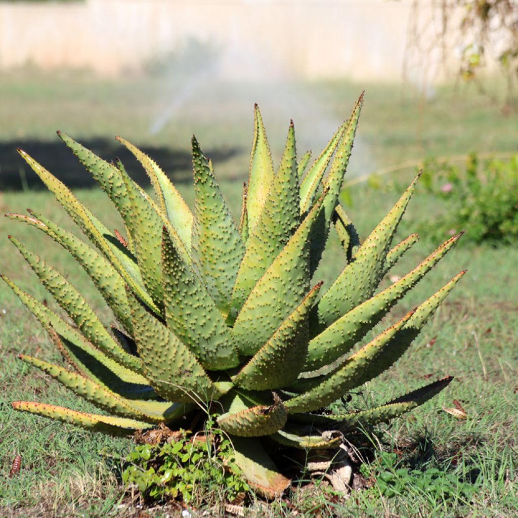 Aloe marlothii - Aloès de montagne