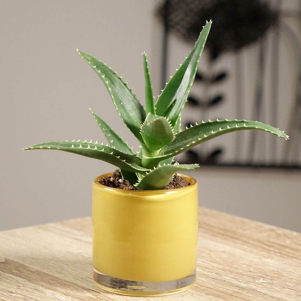 Aloe perfoliata (mitriformis)