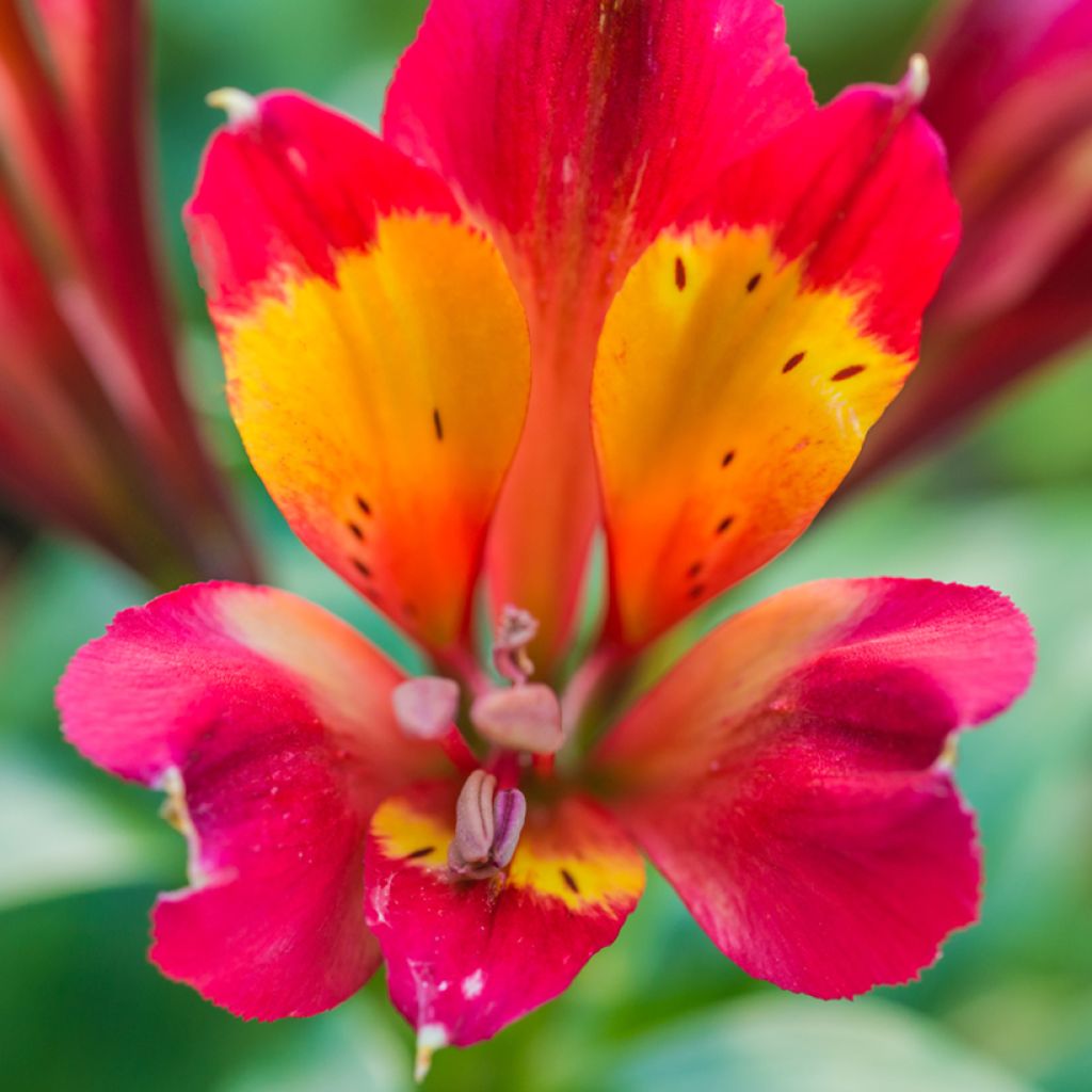 Alstroemère ou Alstroemeria Inca Pulse