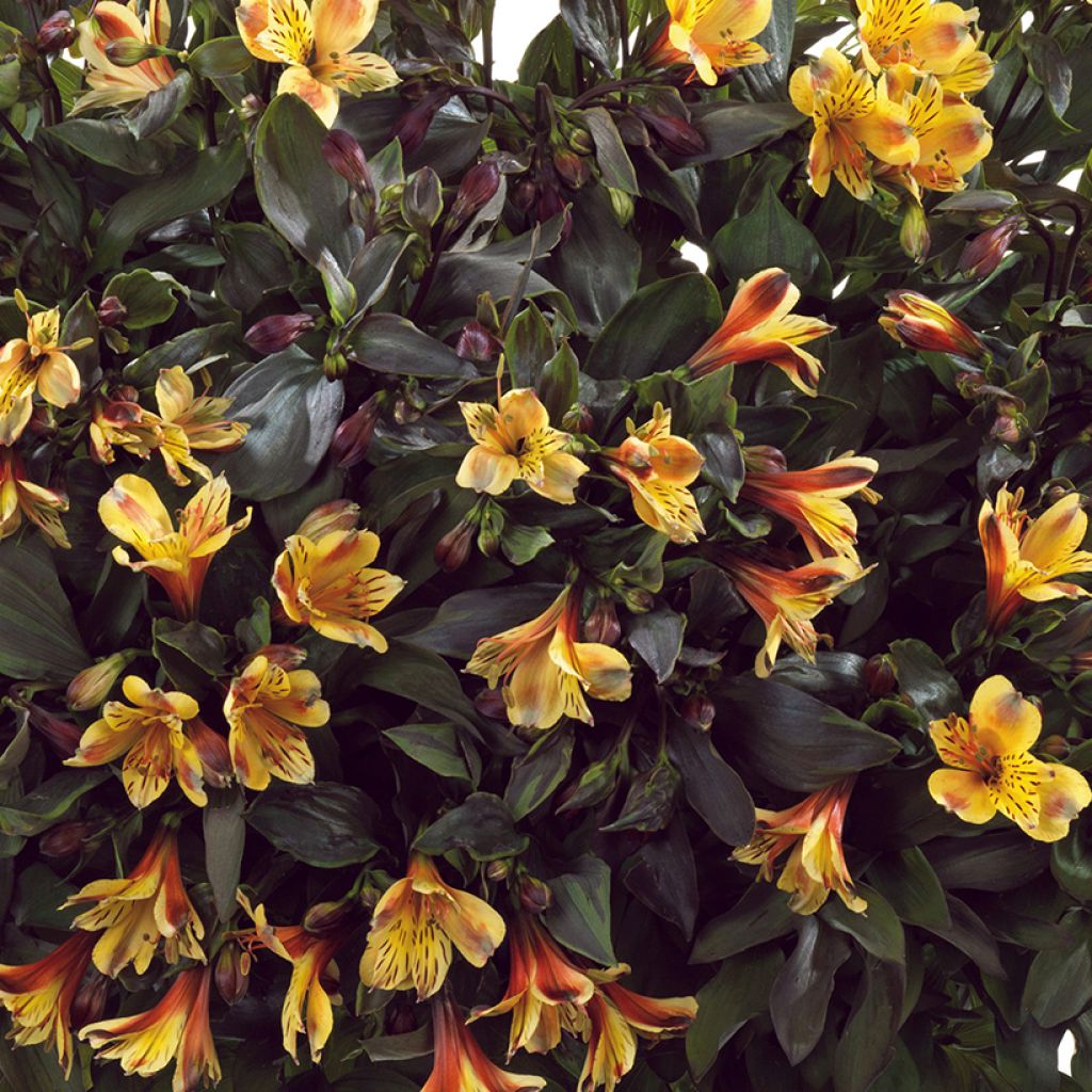 Alstroeméria Summer Breeze