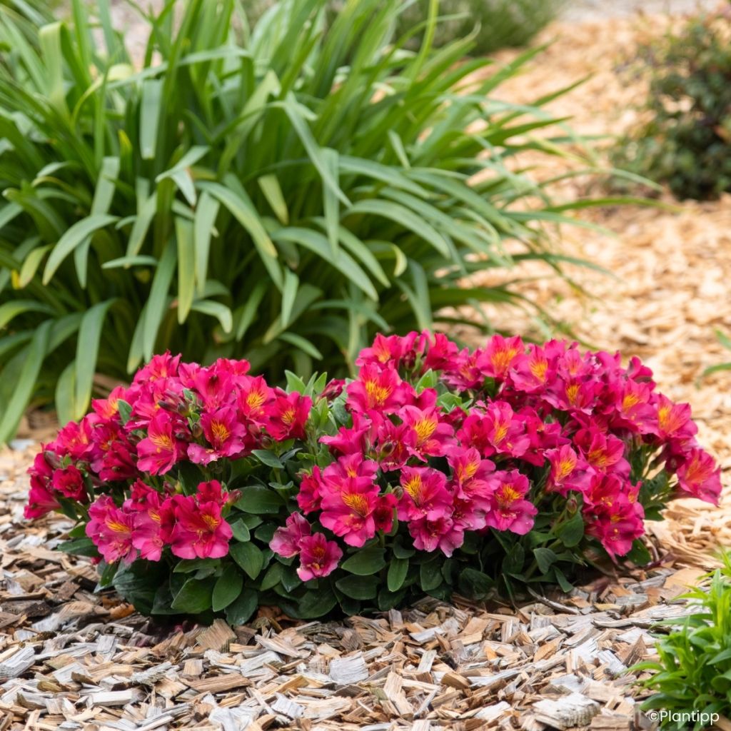 Alstroemeria Incalys Cherry - Lis des Incas