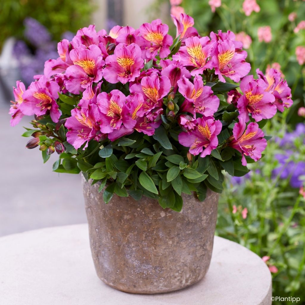 Alstroemeria Incalys Purple - Lis des Incas