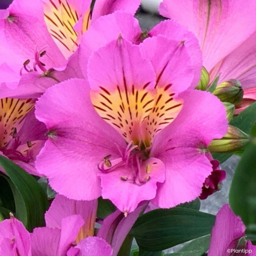Alstroemeria Incalys Purple - Lis des Incas