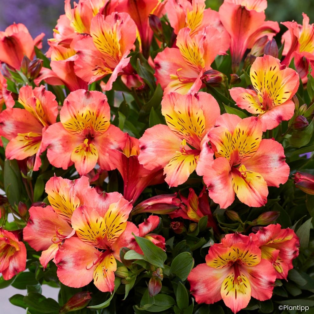 Alstroemeria Incalys Salmon - Lis des Incas