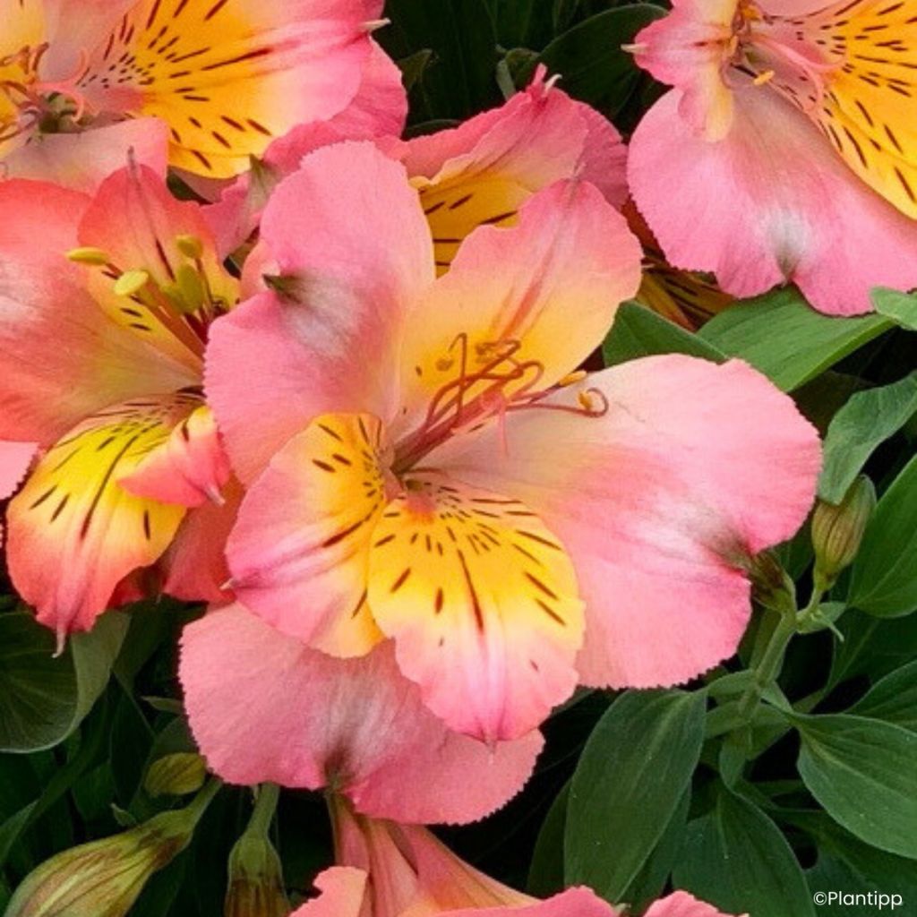 Alstroemeria Incalys Salmon - Lis des Incas