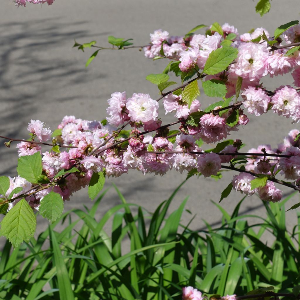 Amandier à fleurs - Prunus triloba Multiplex