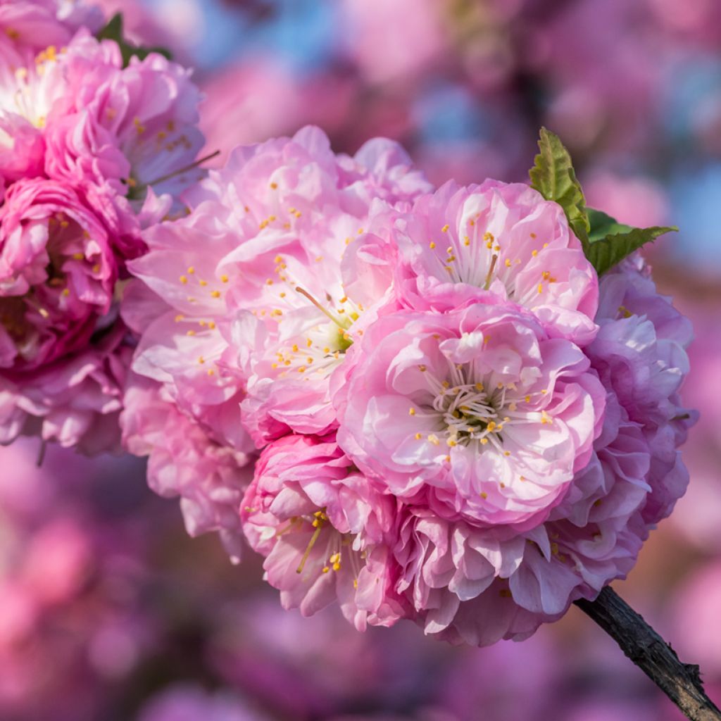 Amandier à fleurs - Prunus triloba 
