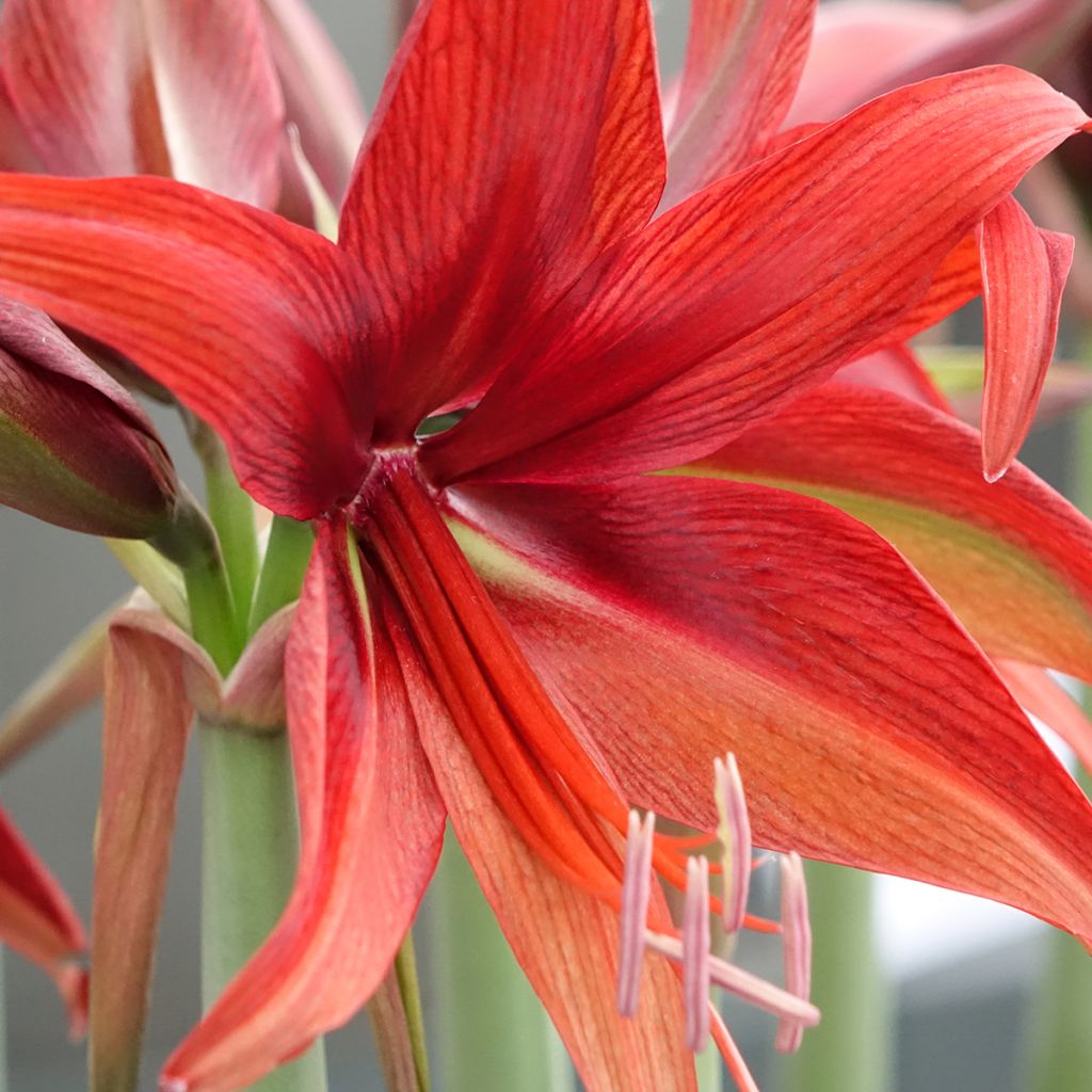 Amaryllis Cybester Bogota