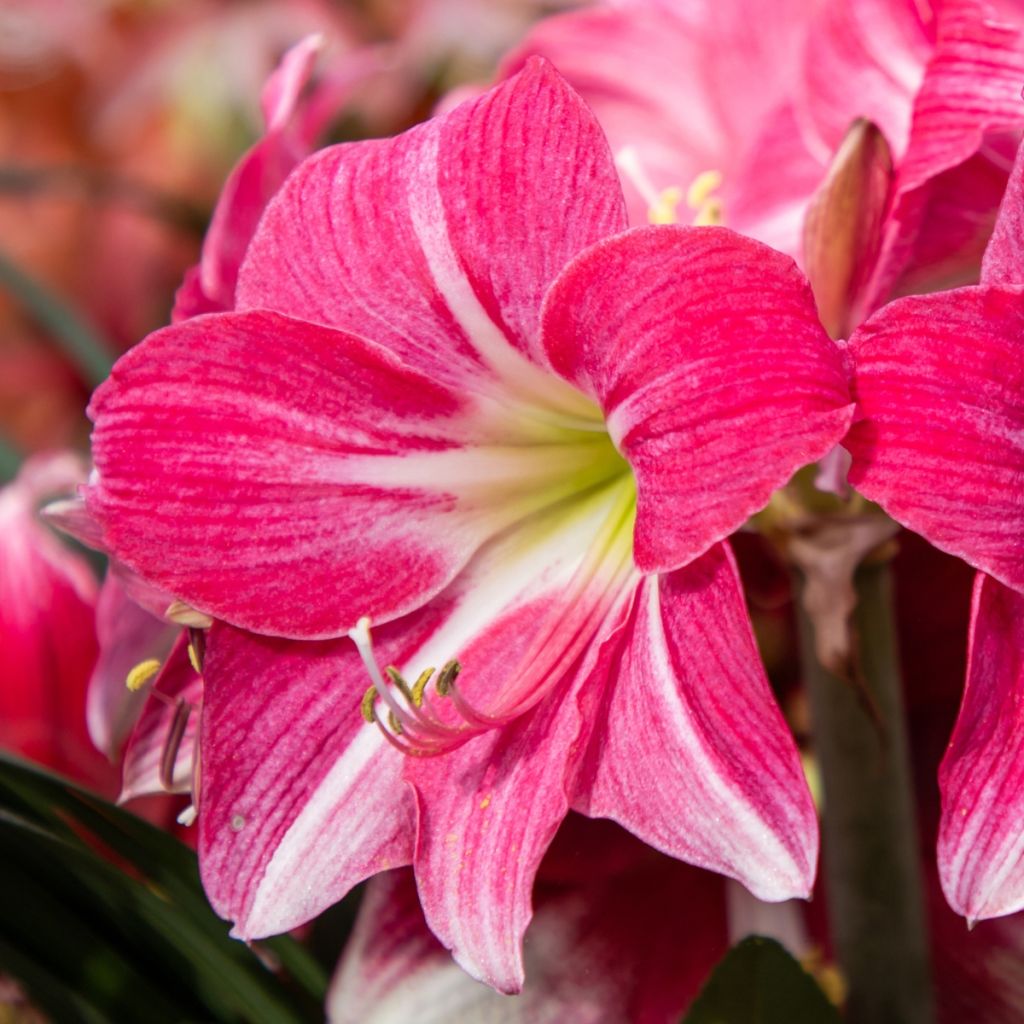 Amaryllis Neon