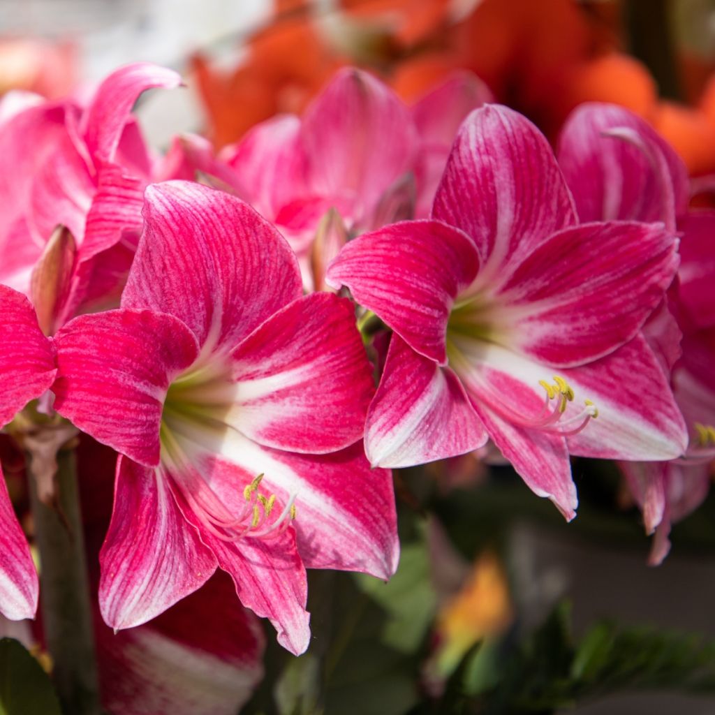 Amaryllis Neon
