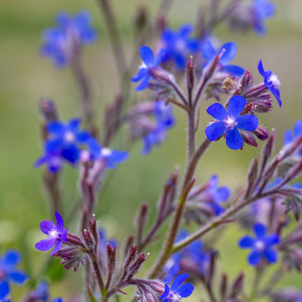 Anchusa azurea Feltham Pride - Buglosse d'Italie