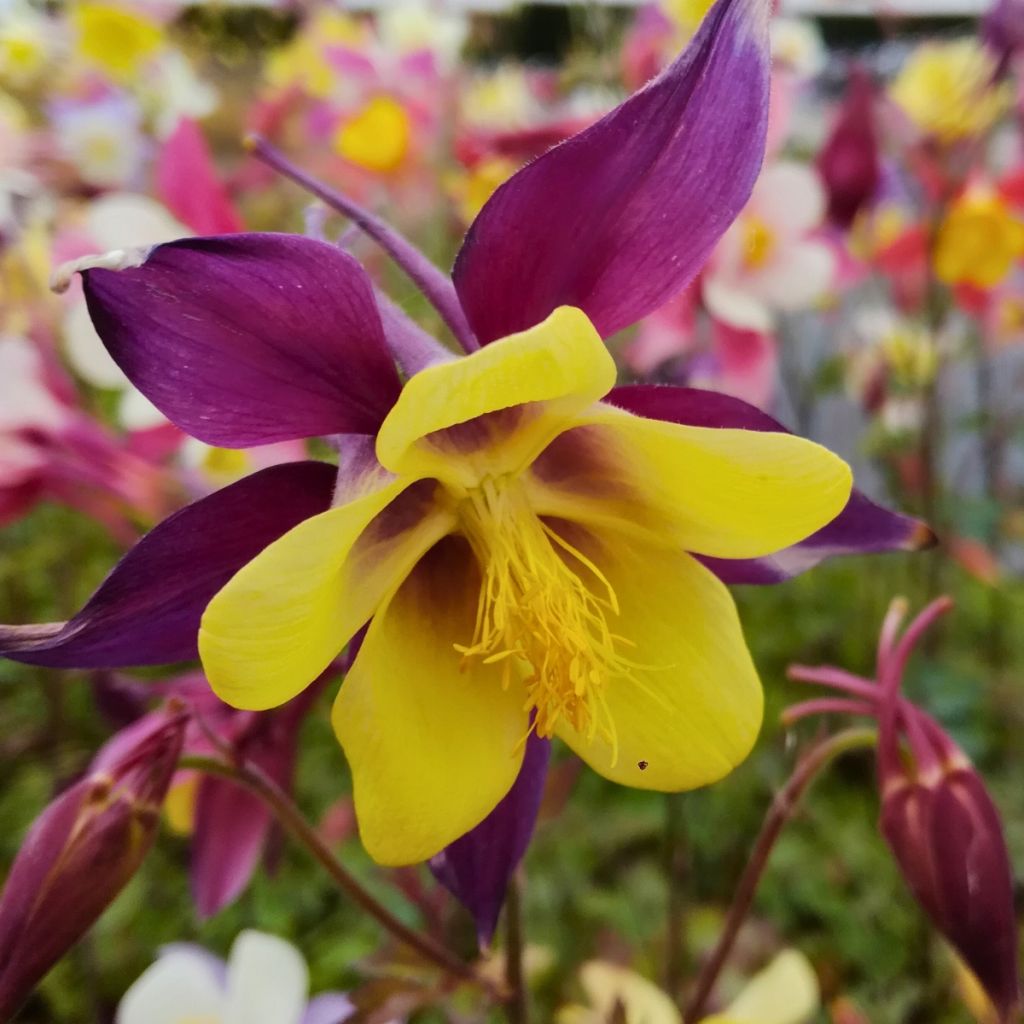 Ancolie hybride Mac Kana - Aquilegia x hybrida
