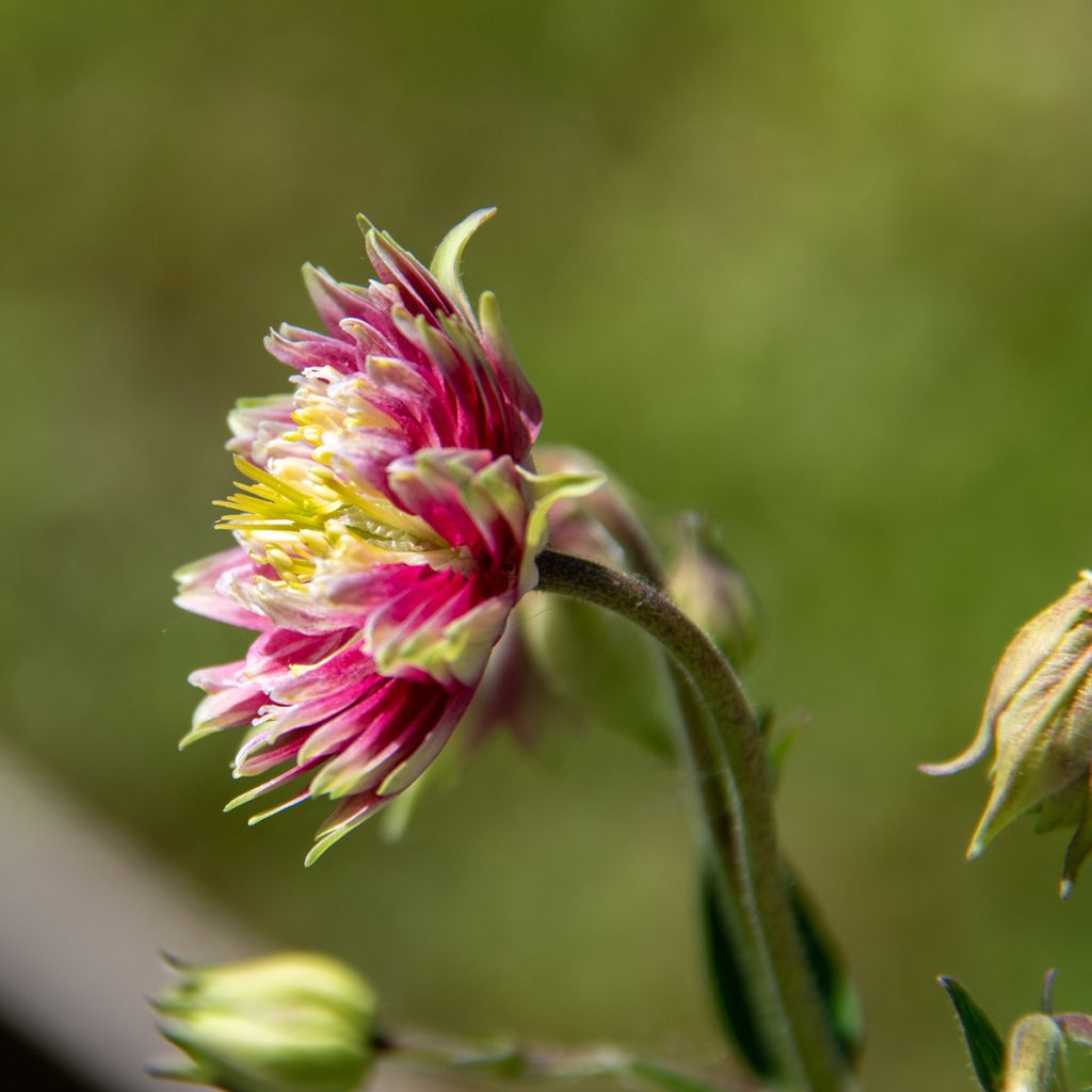 Ancolie hybride Nora Barlow - Aquilegia Nora Barlow