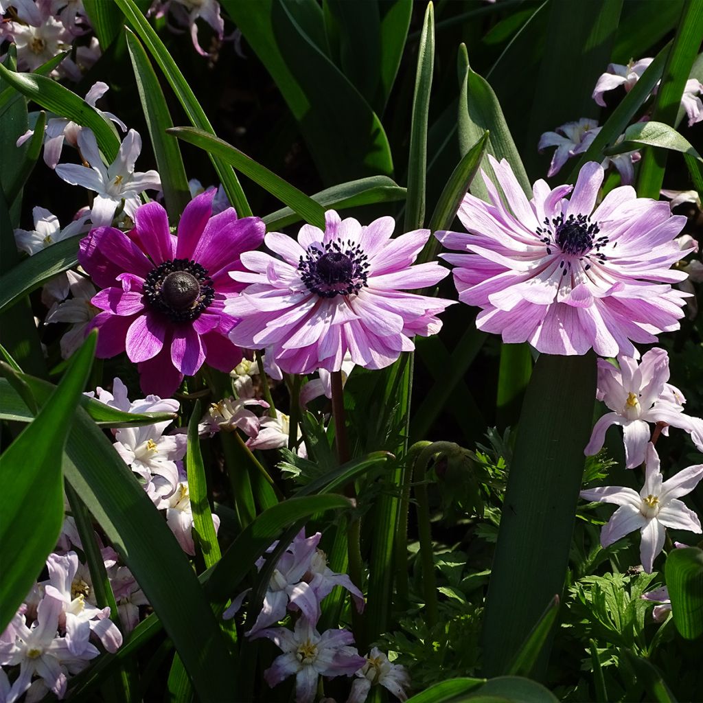 Anemone coronaria double Admiral - Anémone de Caen