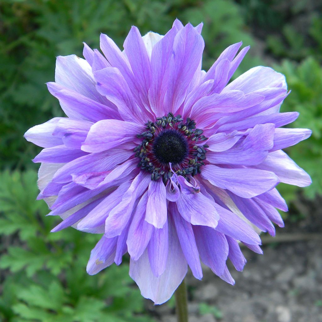 Anemone coronaria Lord Lieutenant - Anémone de Caen