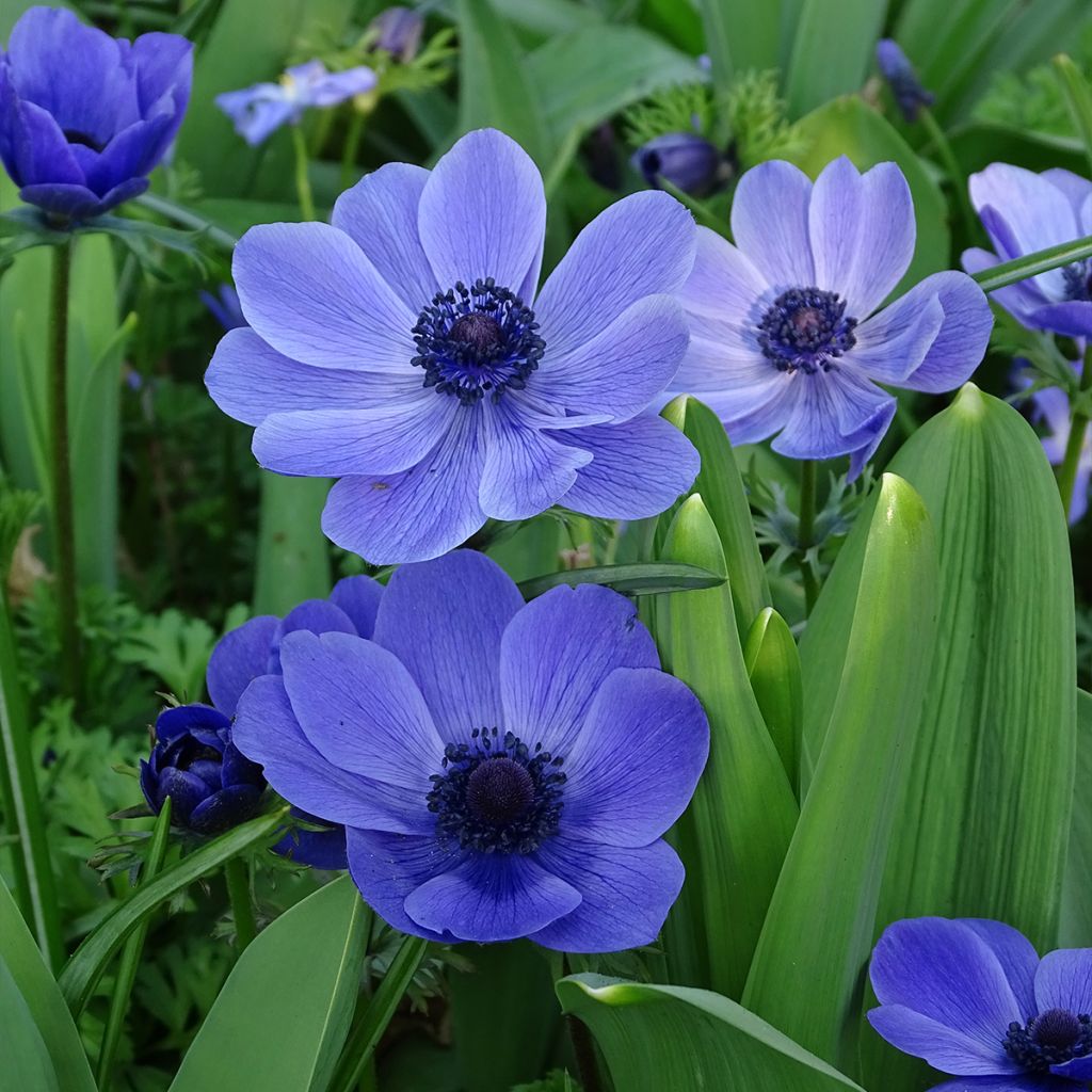 Anemone coronaria Mr Fokker - Anémone de Caen