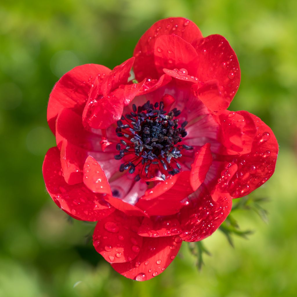 Anemone coronaria The Governor - Anémone de Caen