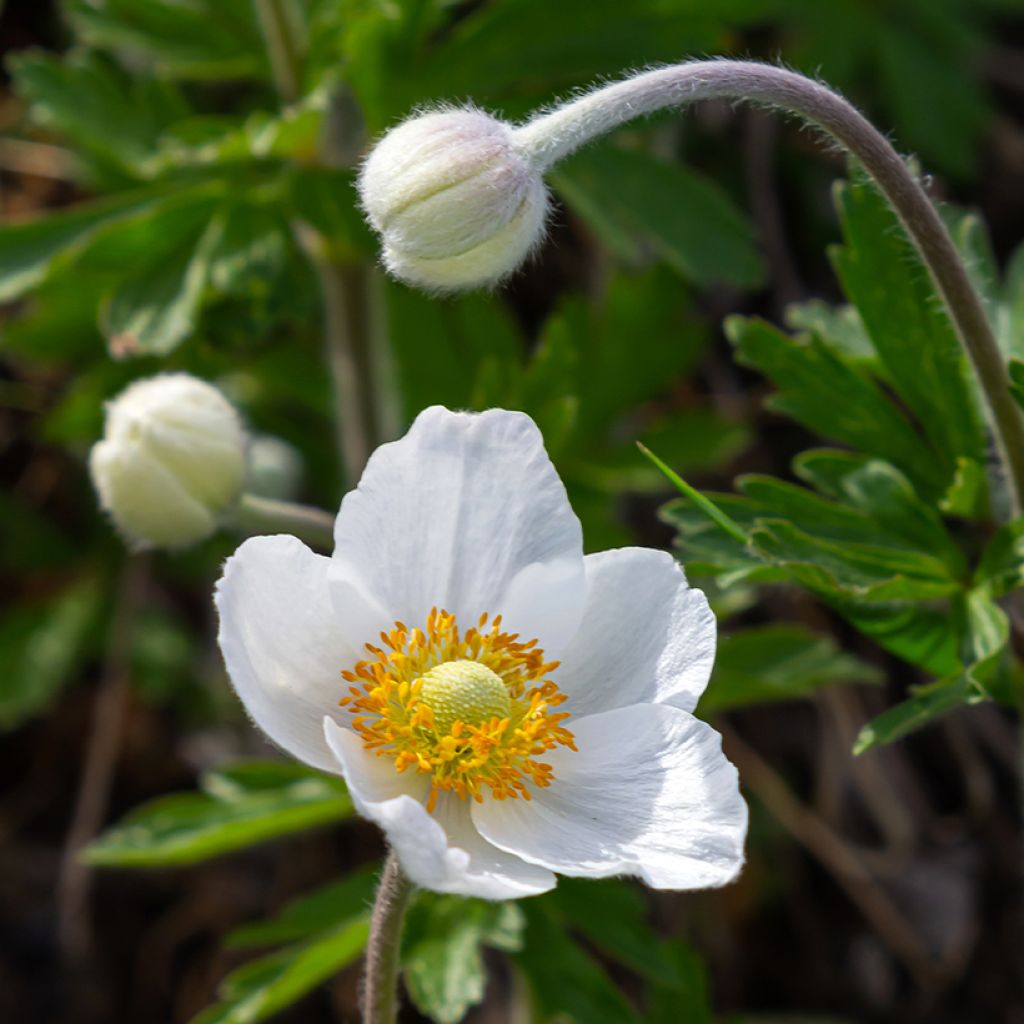 Anémone sauvage - Anemone sylvestris