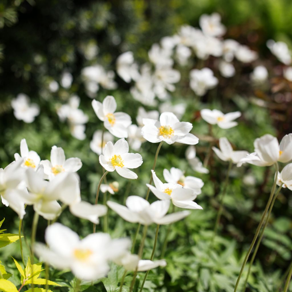 Anémone sauvage - Anemone sylvestris