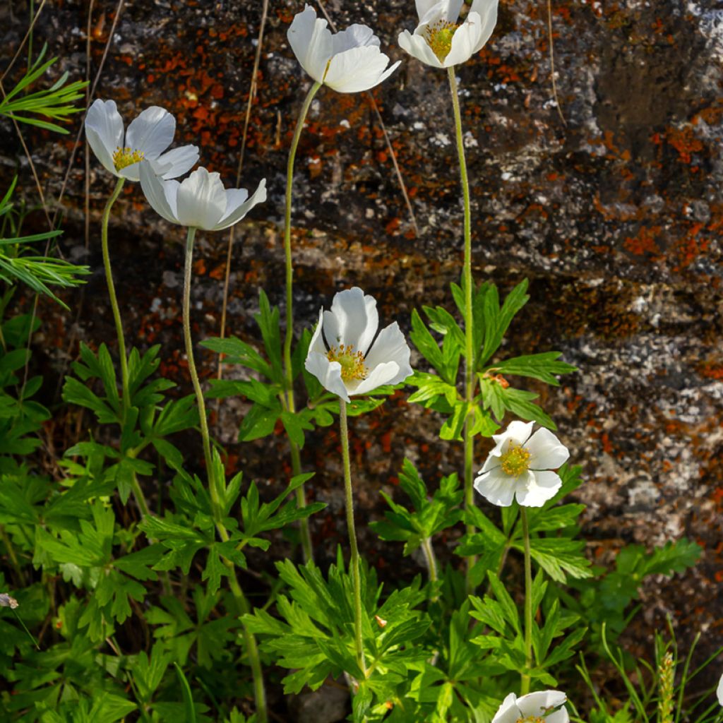 Anémone sauvage - Anemone sylvestris