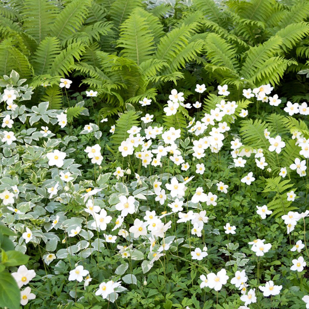 Anémone sauvage - Anemone sylvestris