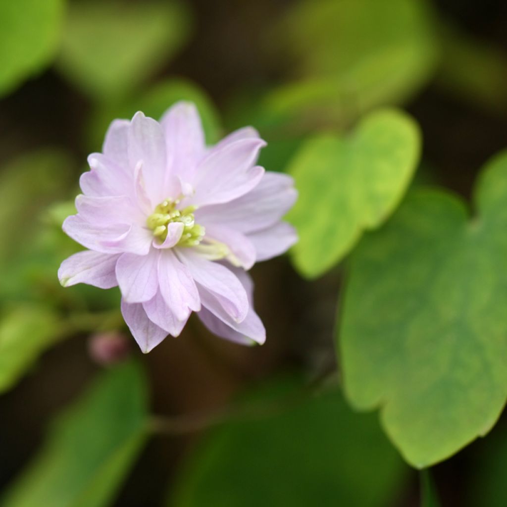 Anemonella thalictroides
