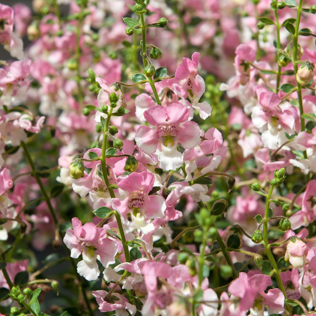 Angelonia Angelface Wedgewood Pink 2026