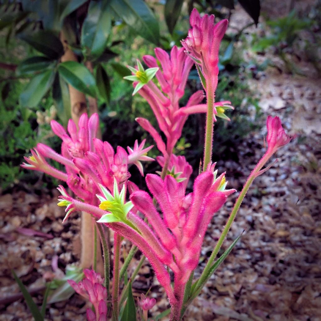 Anigozanthos Bush Pearl