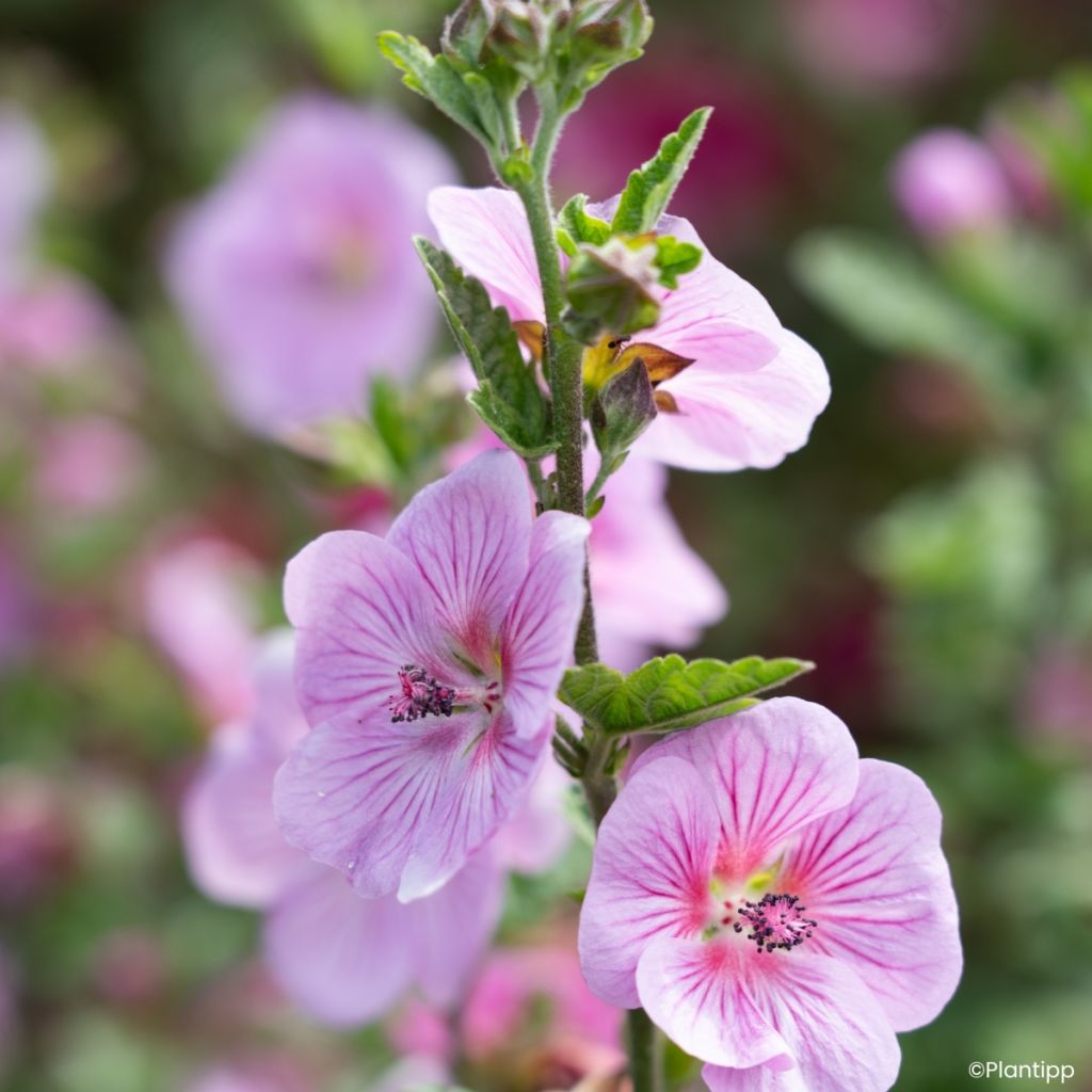Anisodontea Cotton Candy Pink - Mauve du Cap