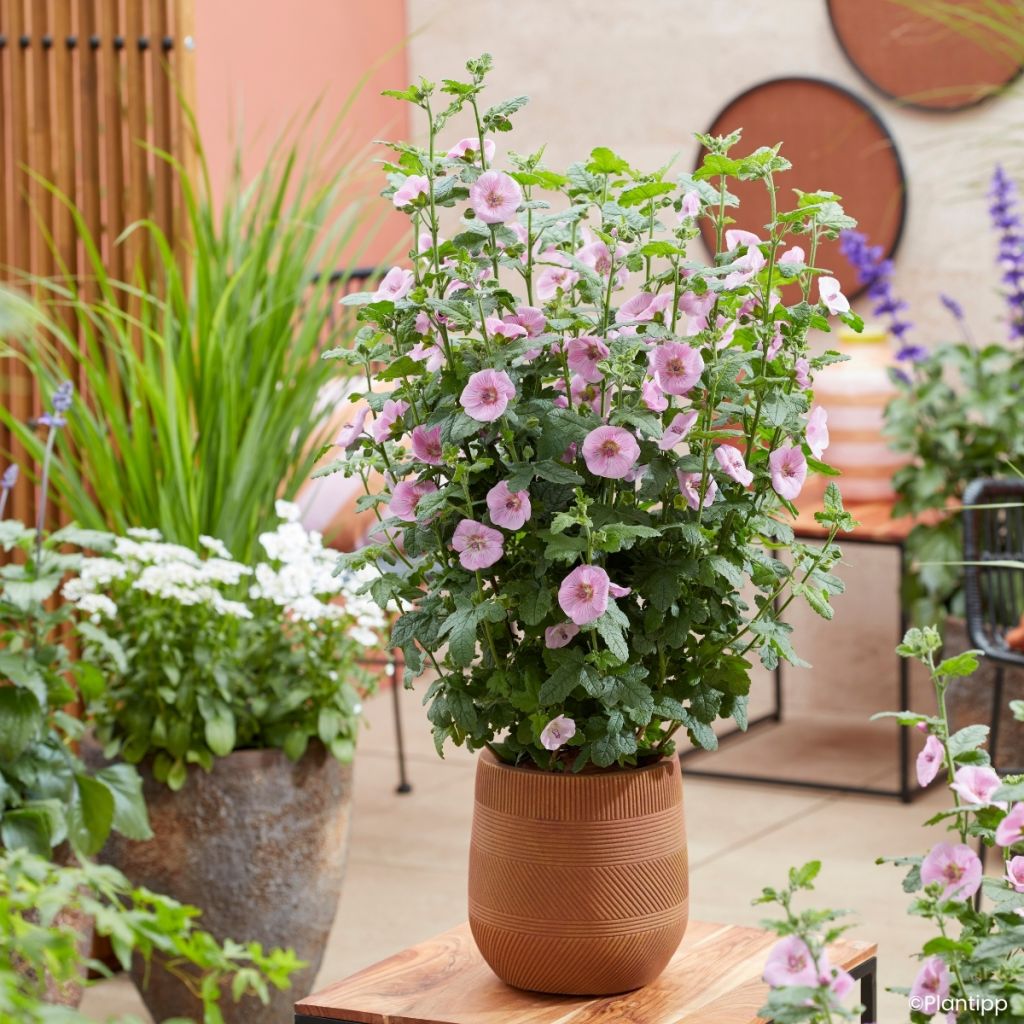 Anisodontea Cotton Candy Pink - Mauve du Cap