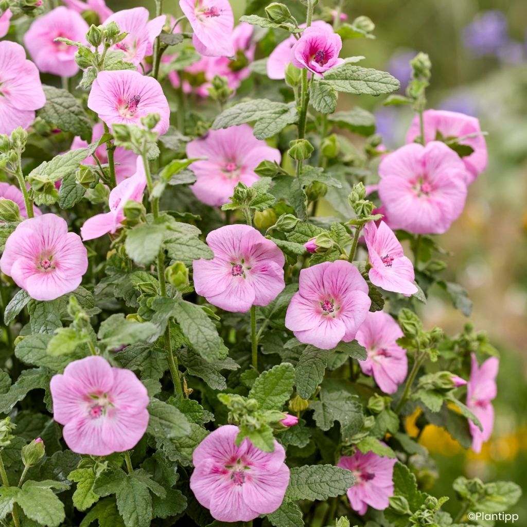 Anisodontea Cotton Candy Pink - Mauve du Cap