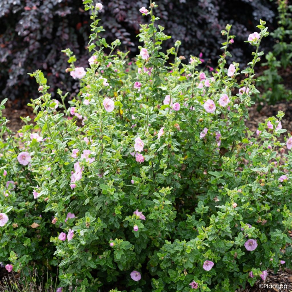 Anisodontea Cotton Candy Pink - Mauve du Cap
