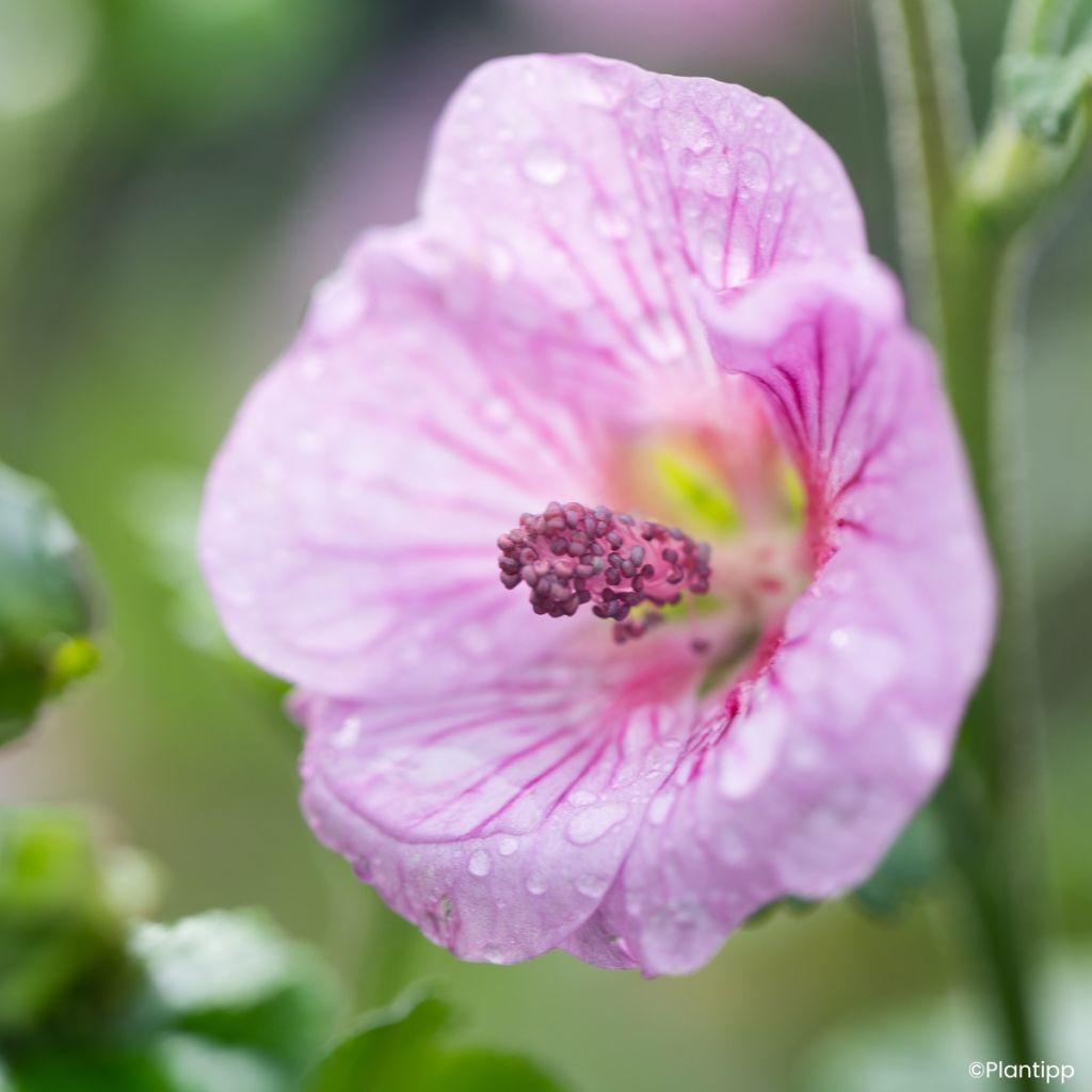 Anisodontea Cotton Candy Pink - Mauve du Cap