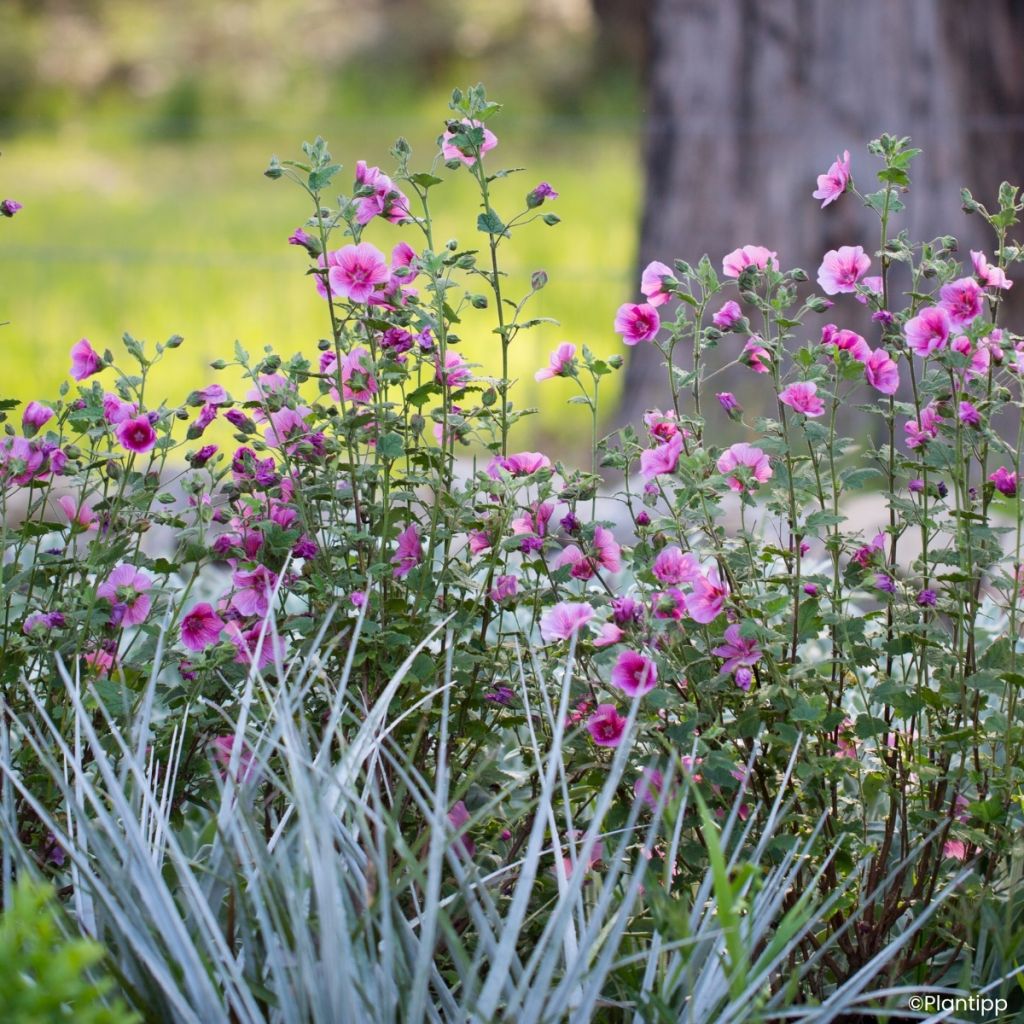Anisodontea Carnival Lights Celebration - Mauve du Cap