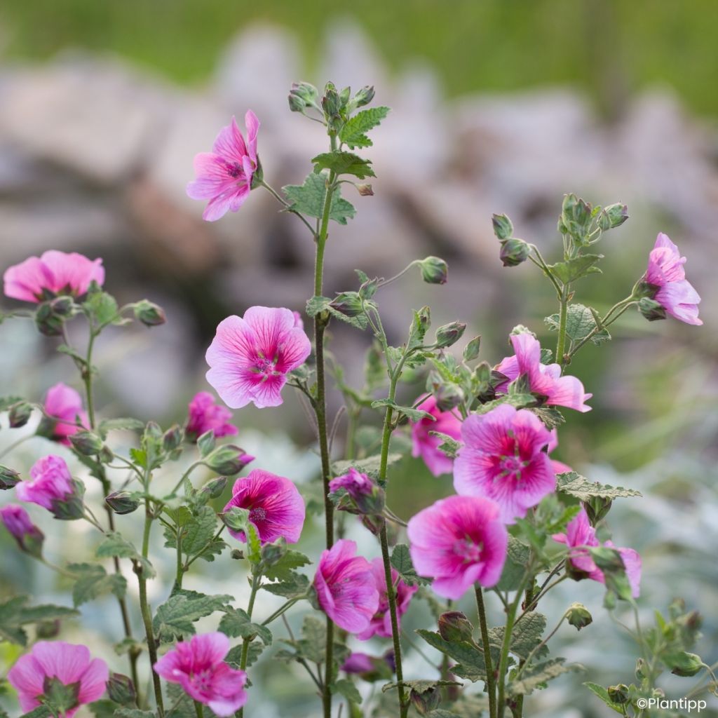 Anisodontea Carnival Lights Celebration - Mauve du Cap