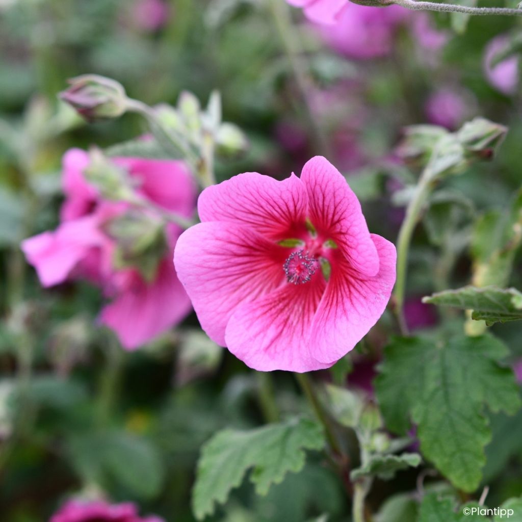 Anisodontea Carnival Lights Celebration - Mauve du Cap