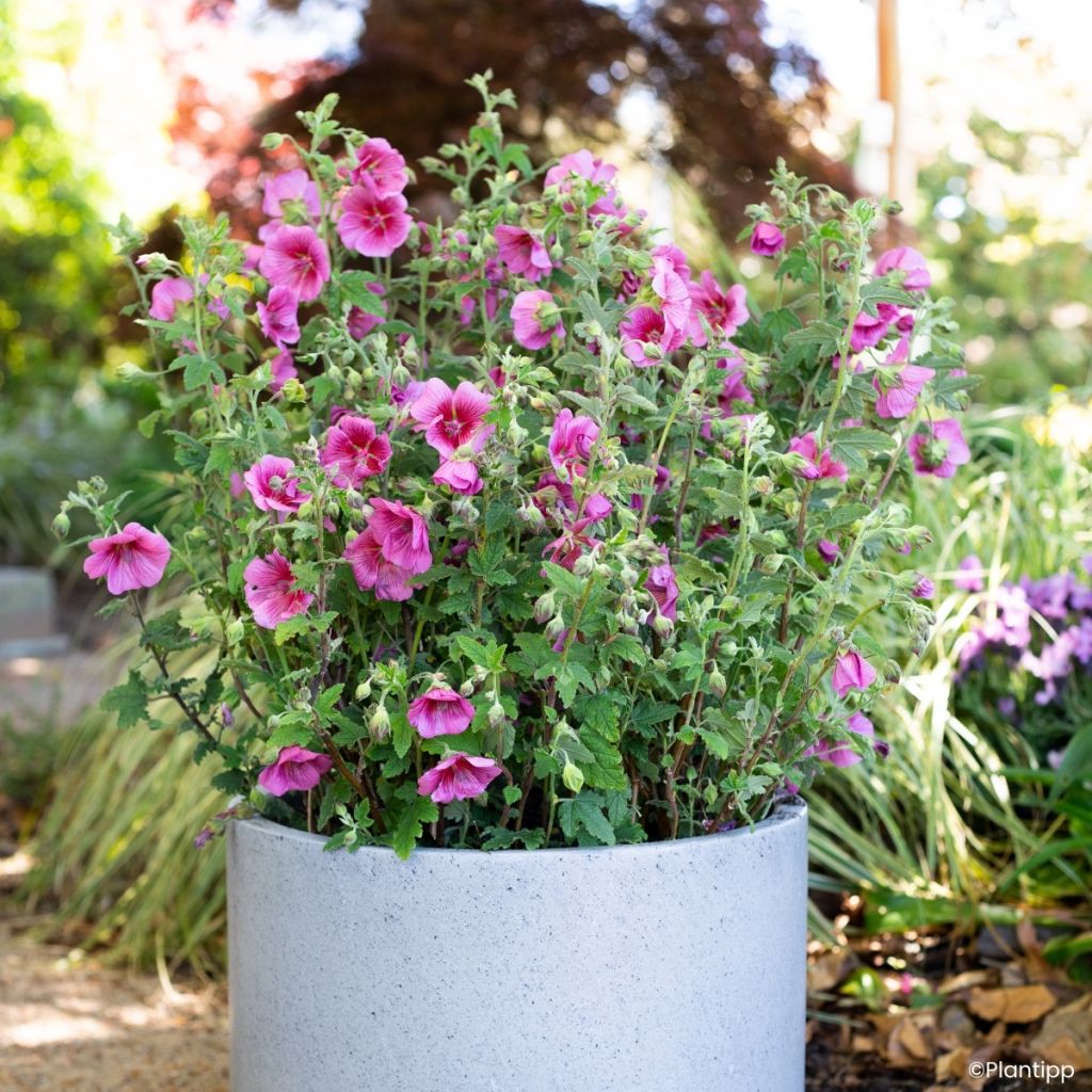 Anisodontea Carnival Lights Celebration - Mauve du Cap