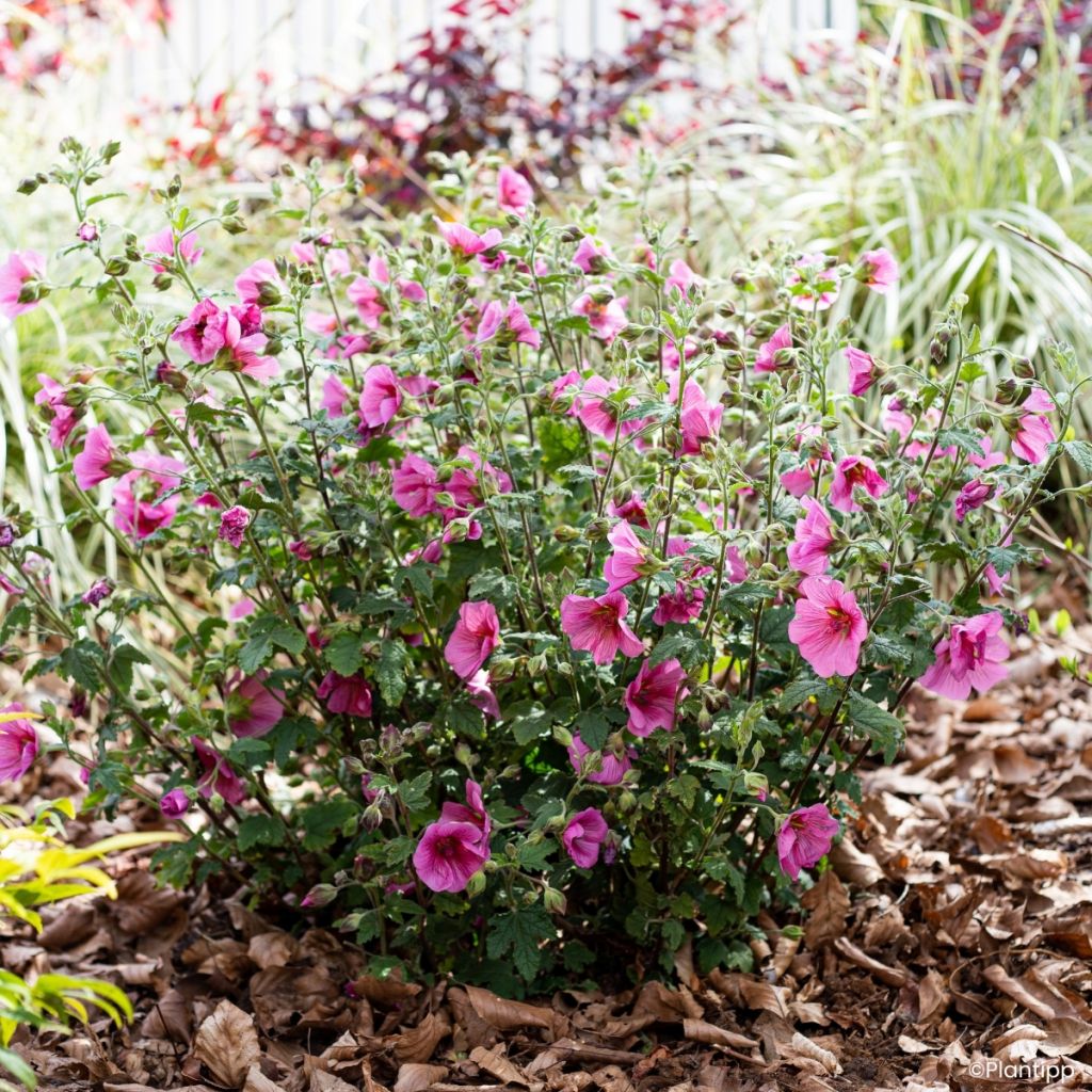 Anisodontea Carnival Lights Celebration - Mauve du Cap