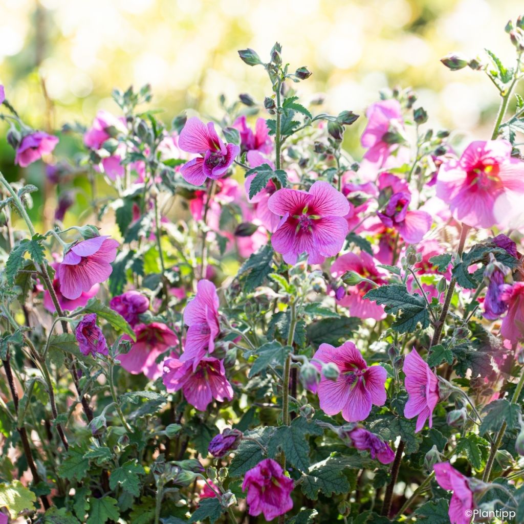 Anisodontea Carnival Lights Celebration - Mauve du Cap