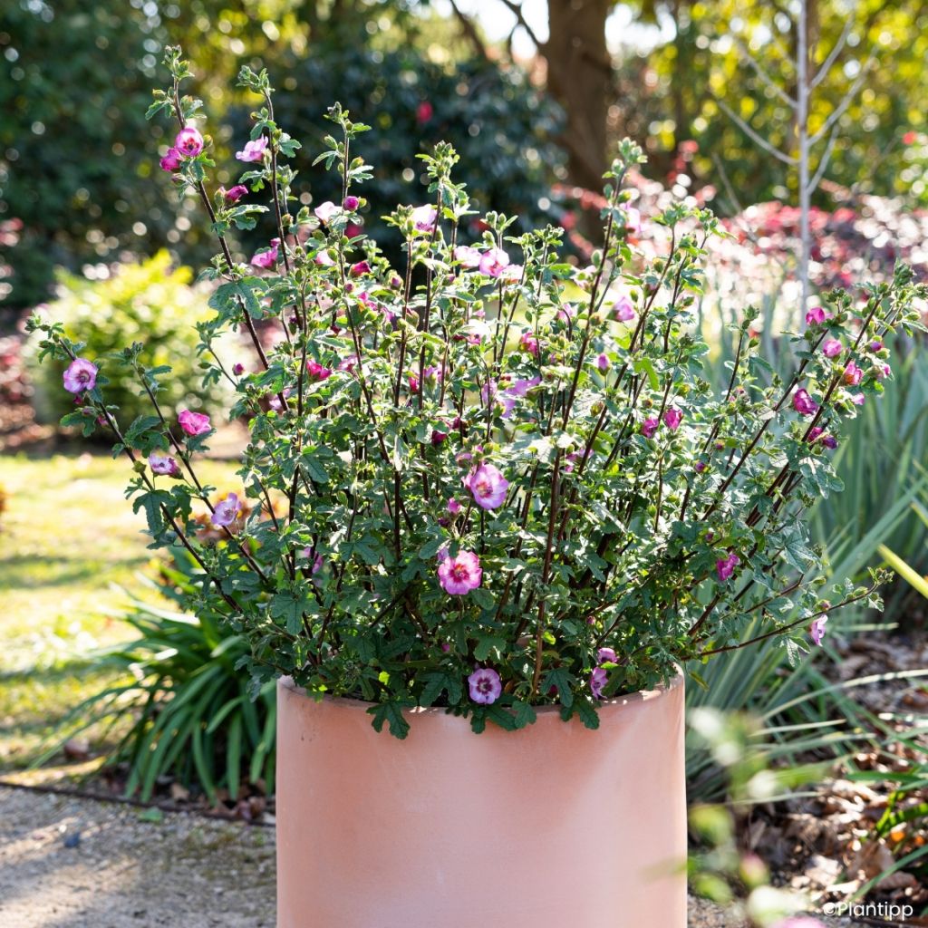 Anisodontea Carnival Lights Gala - Mauve du Cap