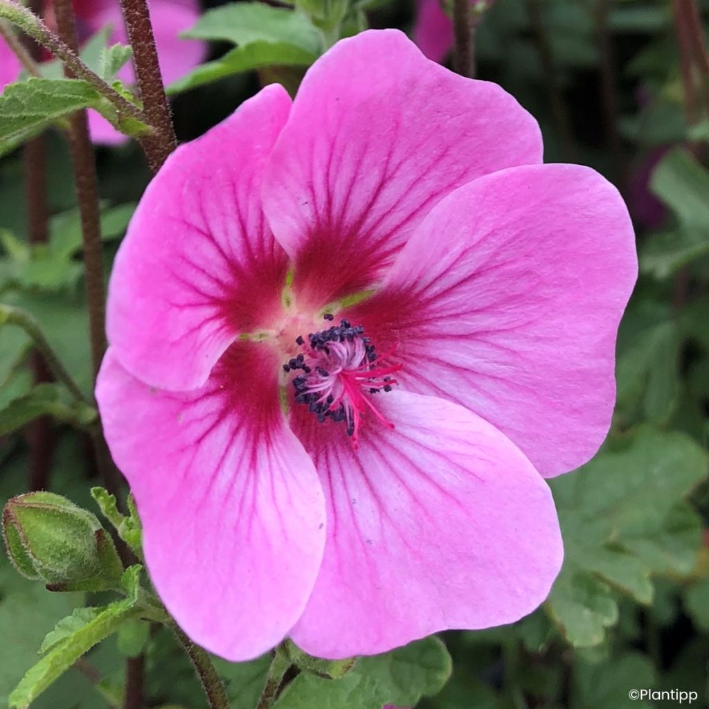 Anisodontea Carnival Lights Gala - Mauve du Cap