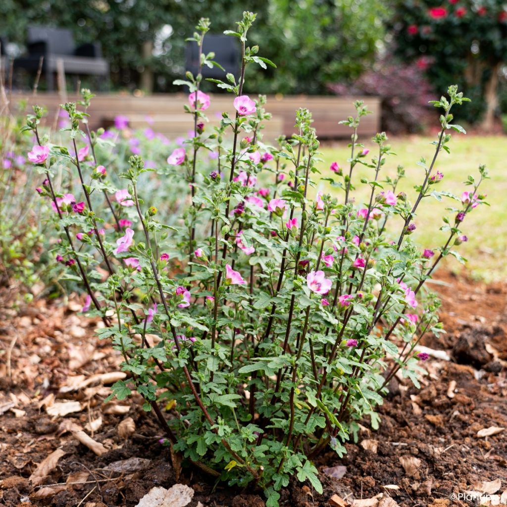 Anisodontea Carnival Lights Gala - Mauve du Cap