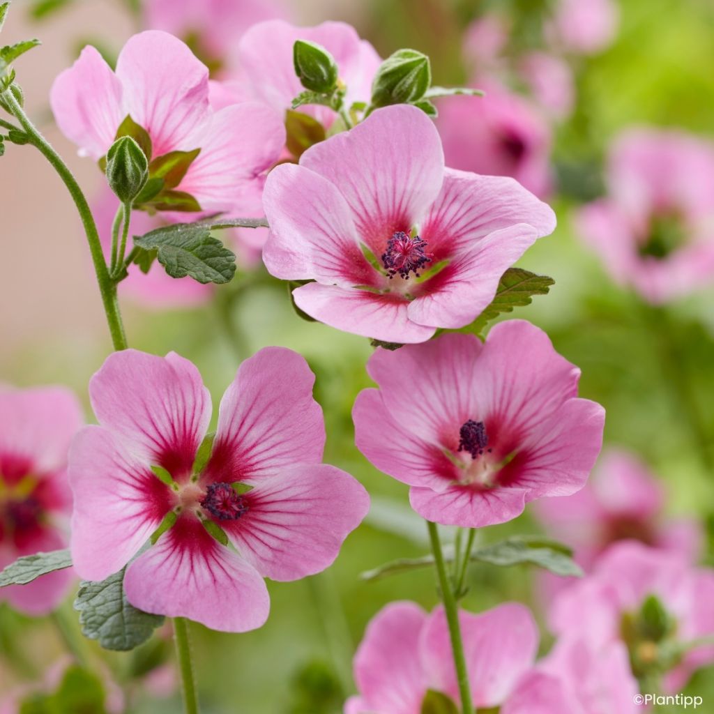 Anisodontea Carnival Lights Gala - Mauve du Cap