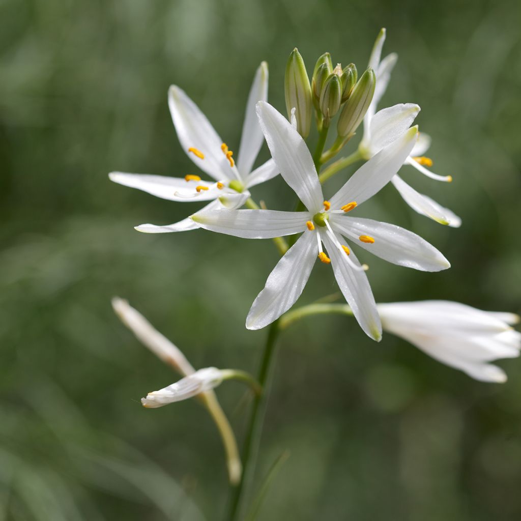 Anthericum liliago