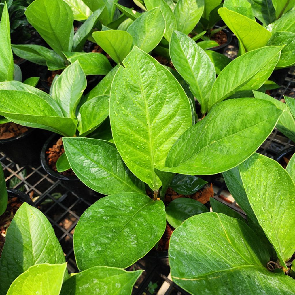 Anthurium jenmanii Green Jady