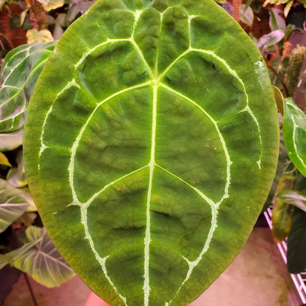 Anthurium forgetii