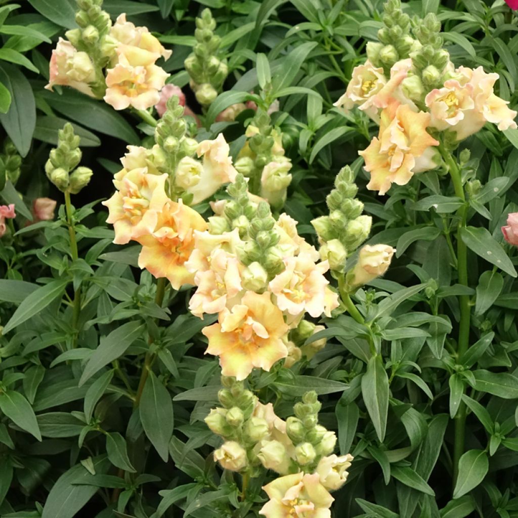 Antirrhinum Sweet Duet Citrus em sementes