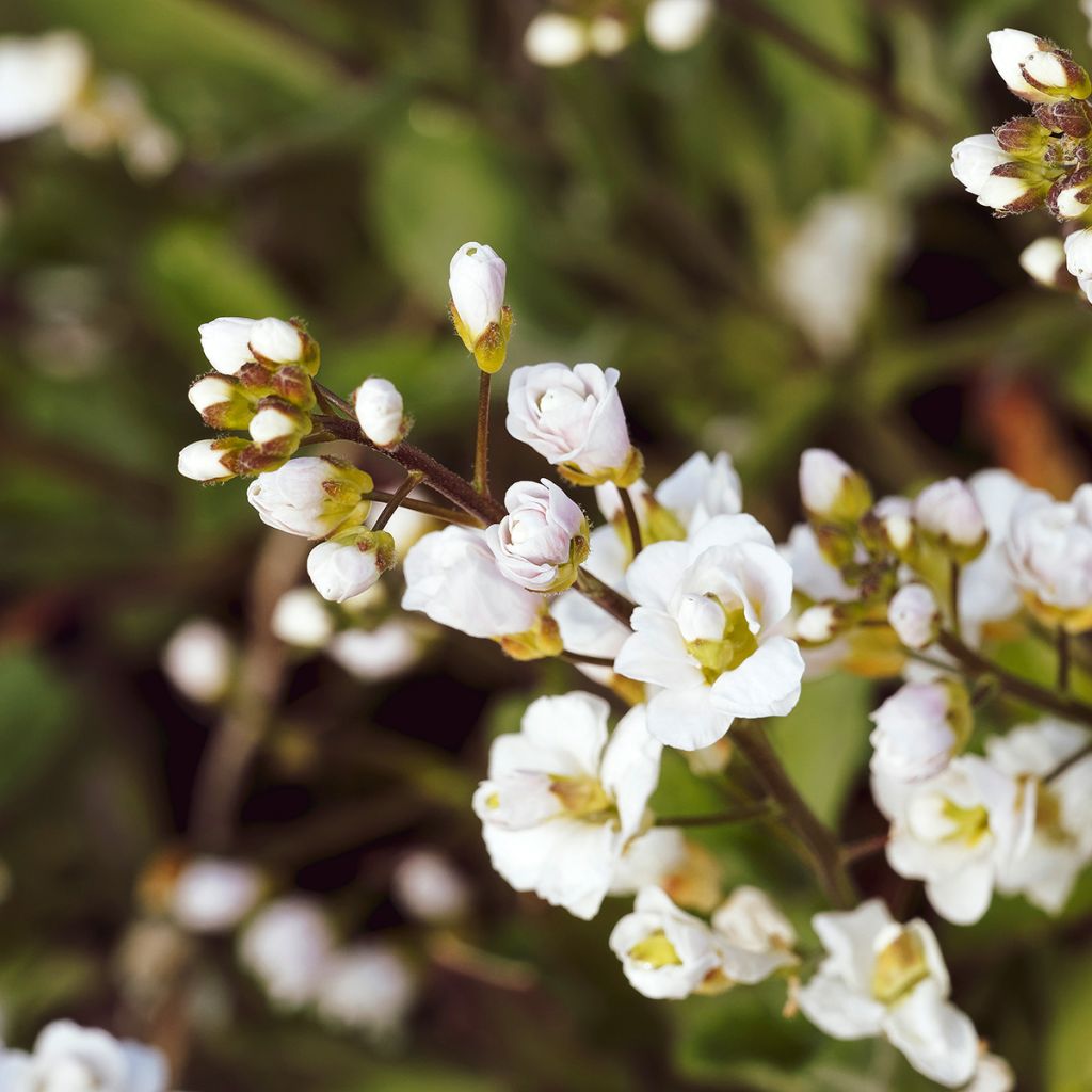Arabis caucasica Plena - Corbeille d'argent