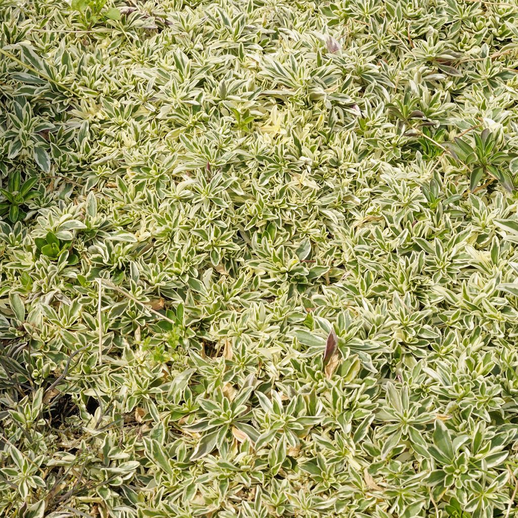 Arabis ferdinandi coburgii Variegata - Corbeille d'argent